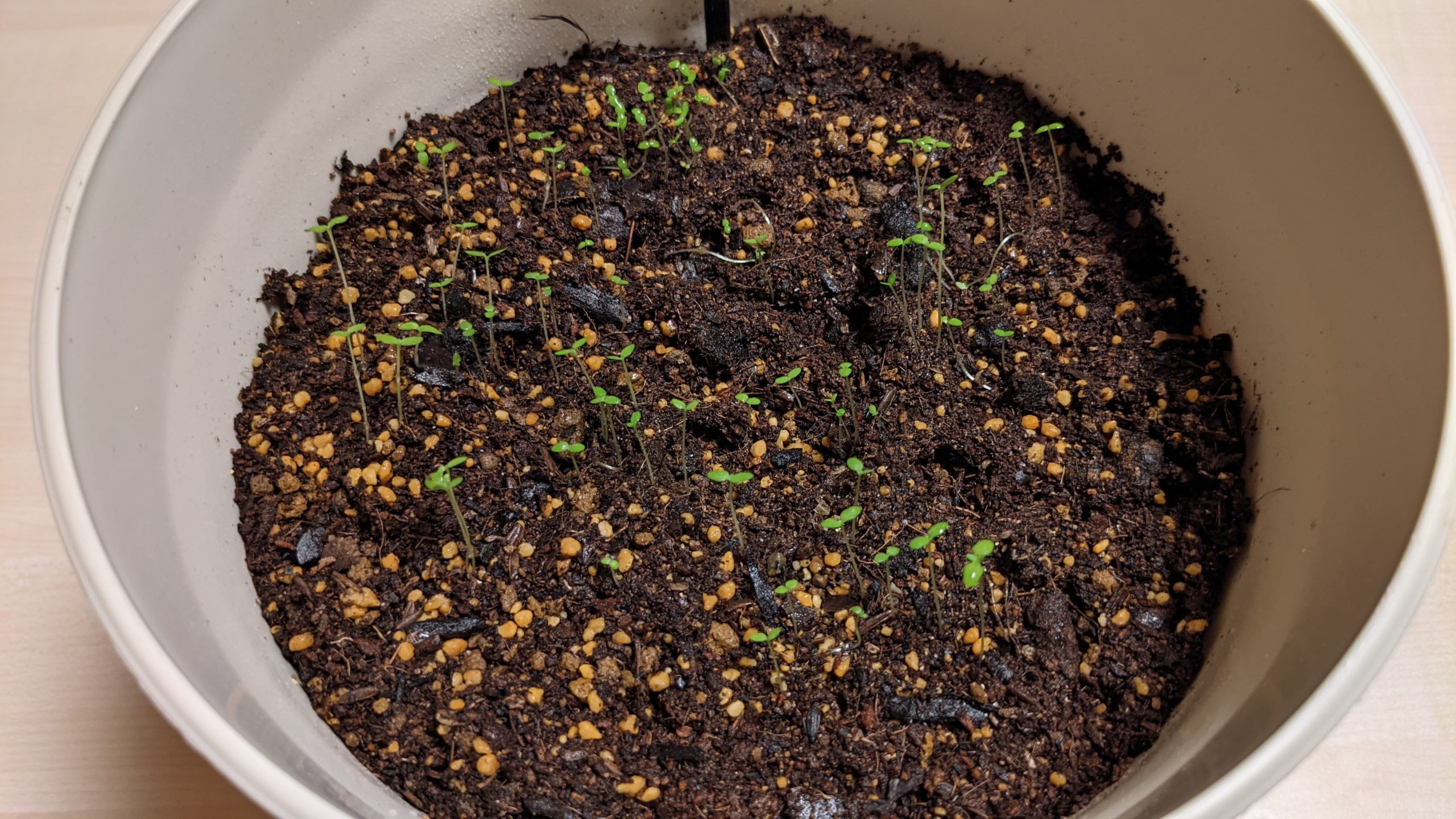 カズサヨモギの芽