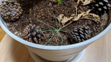 未確認植物の芽