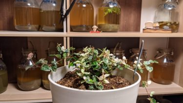 毒酒エリザベス