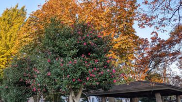 サザンカ咲いた道