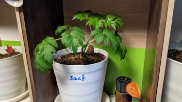 プランターネーム – ジャック