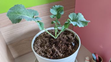 のらぼうなのら