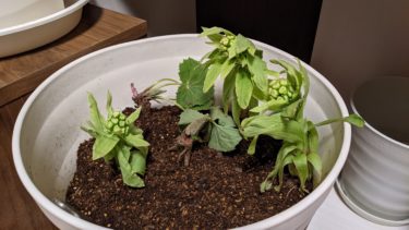 野生のフキノトウ