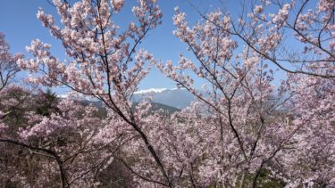 高遠城址公園の桜