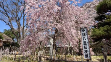 小諸城址 懐古園の桜