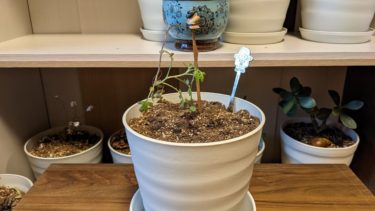 穀雨、始まりました。