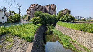 セリなる植物を見てみたい。