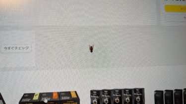 ハエの弥太郎を激写