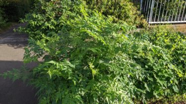 ワイルドだねぇ