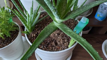 台風８号が上陸