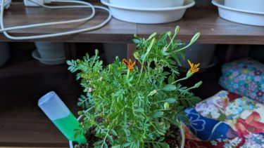 マリーゴールド