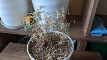 さらば、マリーゴールド