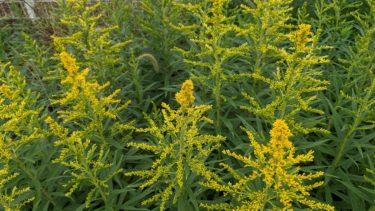 セイタカアワダチソウ