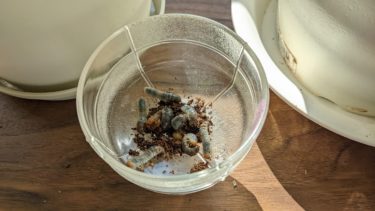 ペットを見つけた