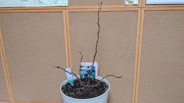 誕生月の記念樹 2023