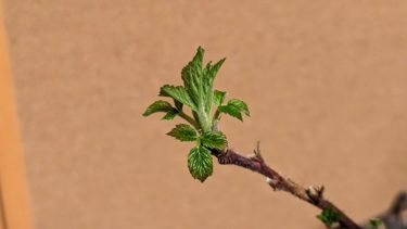 ラズベリーが葉をつけだした