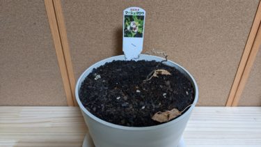 マーシュマロウ見参