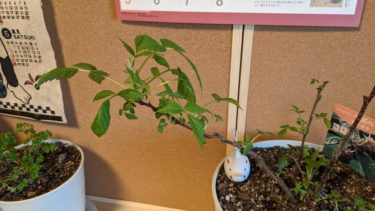 ラズベリーの葉