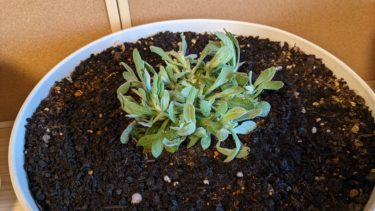 春の七草の一味、母子草