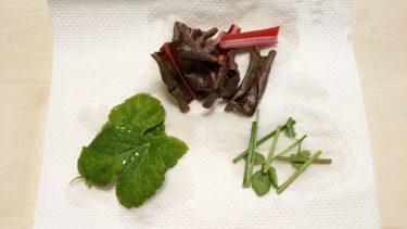 小さな明日葉を摘む