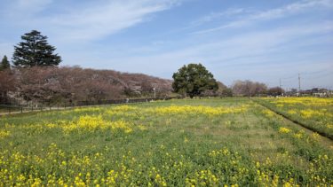 幸手権現堂公園
