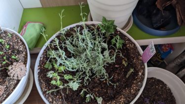 侵略者 – Invader