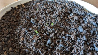 帰ってきてくれてうれしいよ、ヤエちゃん