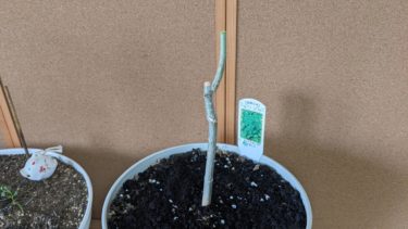 モリンガを剪定した