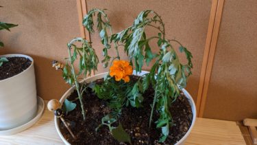 マリーゴールドとヨモギとドクダミ