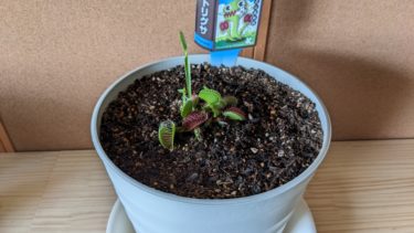 ジョージ カムバック !!