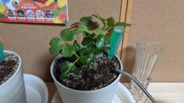 明日の為に その一