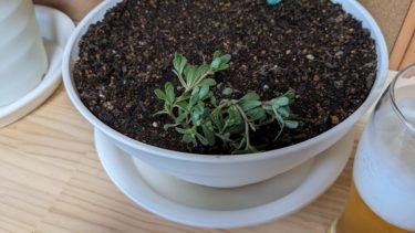 スベリヒユと蝉ヌケ