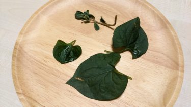 スベリヒユをボトルに投入