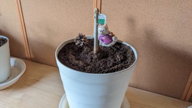 モリンガの植え替え