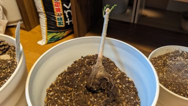 重要植物モリンガ