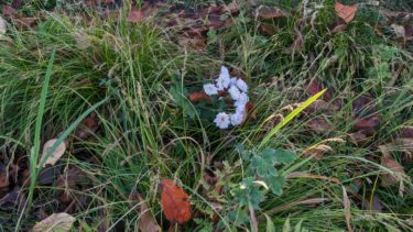 高価な土を買い雑草を植える男