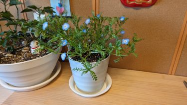 アウトドアなネモフィラ