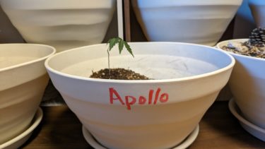 プランター アポロ