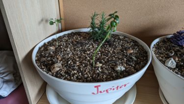 プランター ジュピター