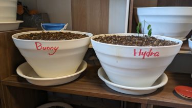 バニーとハイドラ