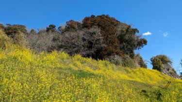 菜の花 と いすみ鉄道