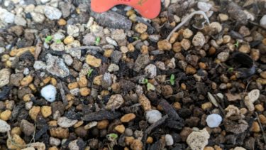 エンジェルと大葉子