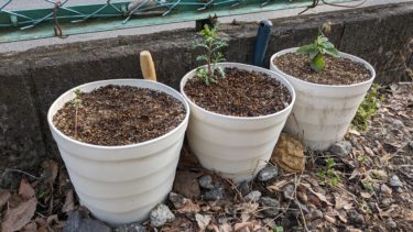 出張プランター