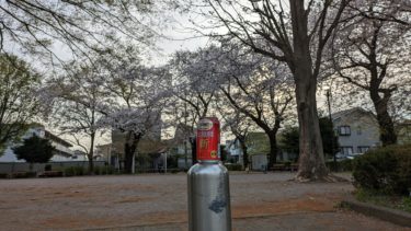 新本麒麟と桜