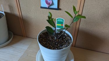 私は空気をきれいにします