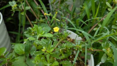 スベリヒユの花