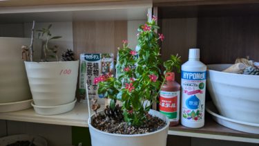 夏花火がかわいい