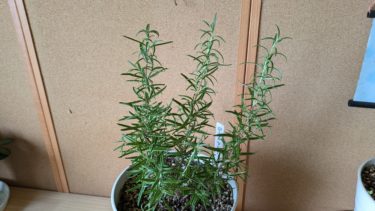 ローズマリー酒