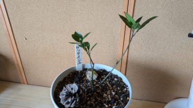 プランターの管理