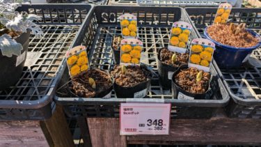 大晦日、福寿草みっけ